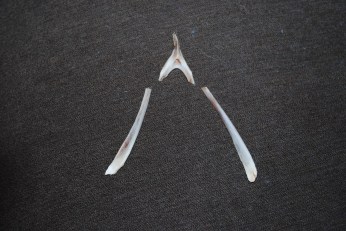 wishbone equal pieces